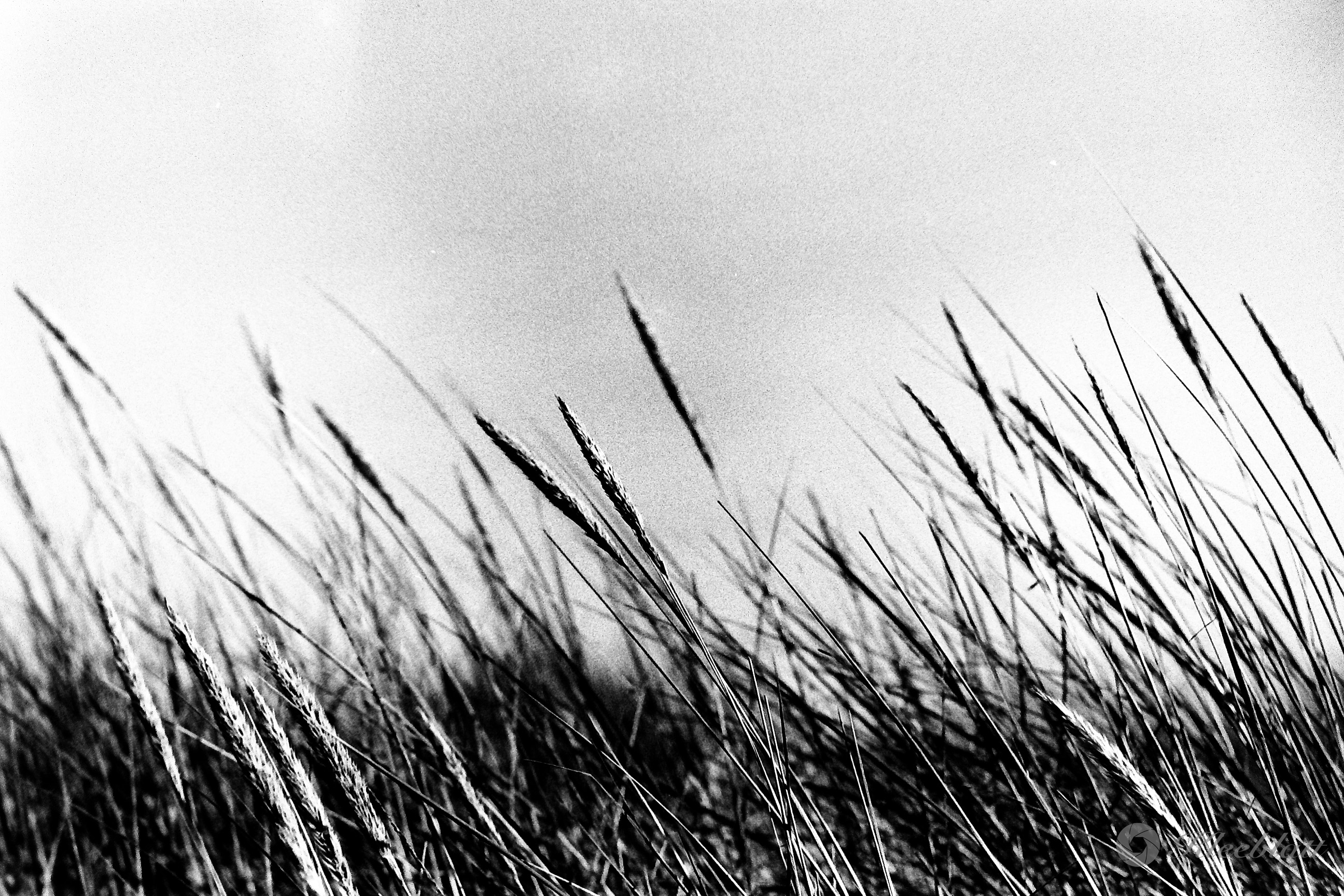 DK 35mm BW Analog 20211108 004