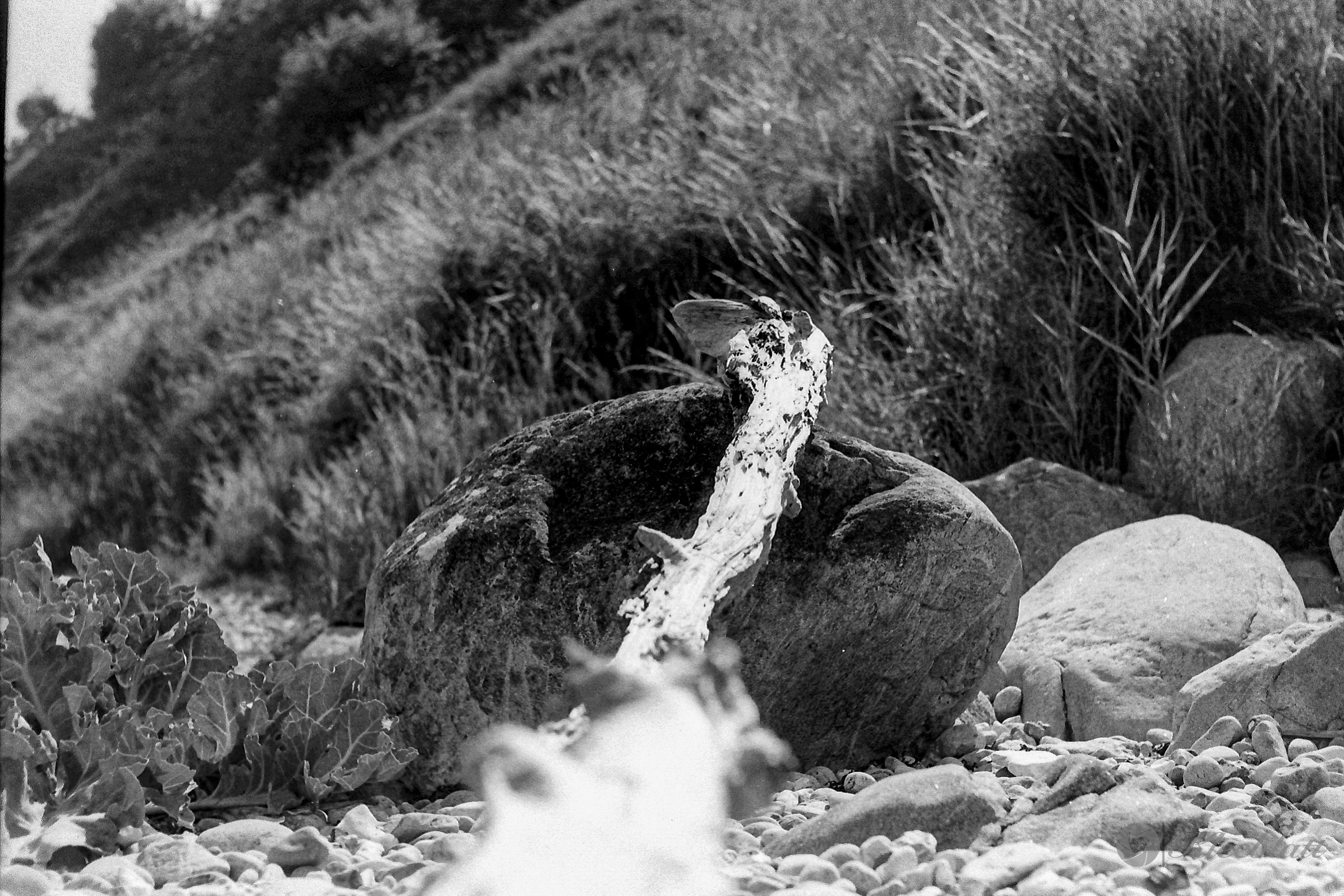 DK 35mm BW Analog 20211108 010