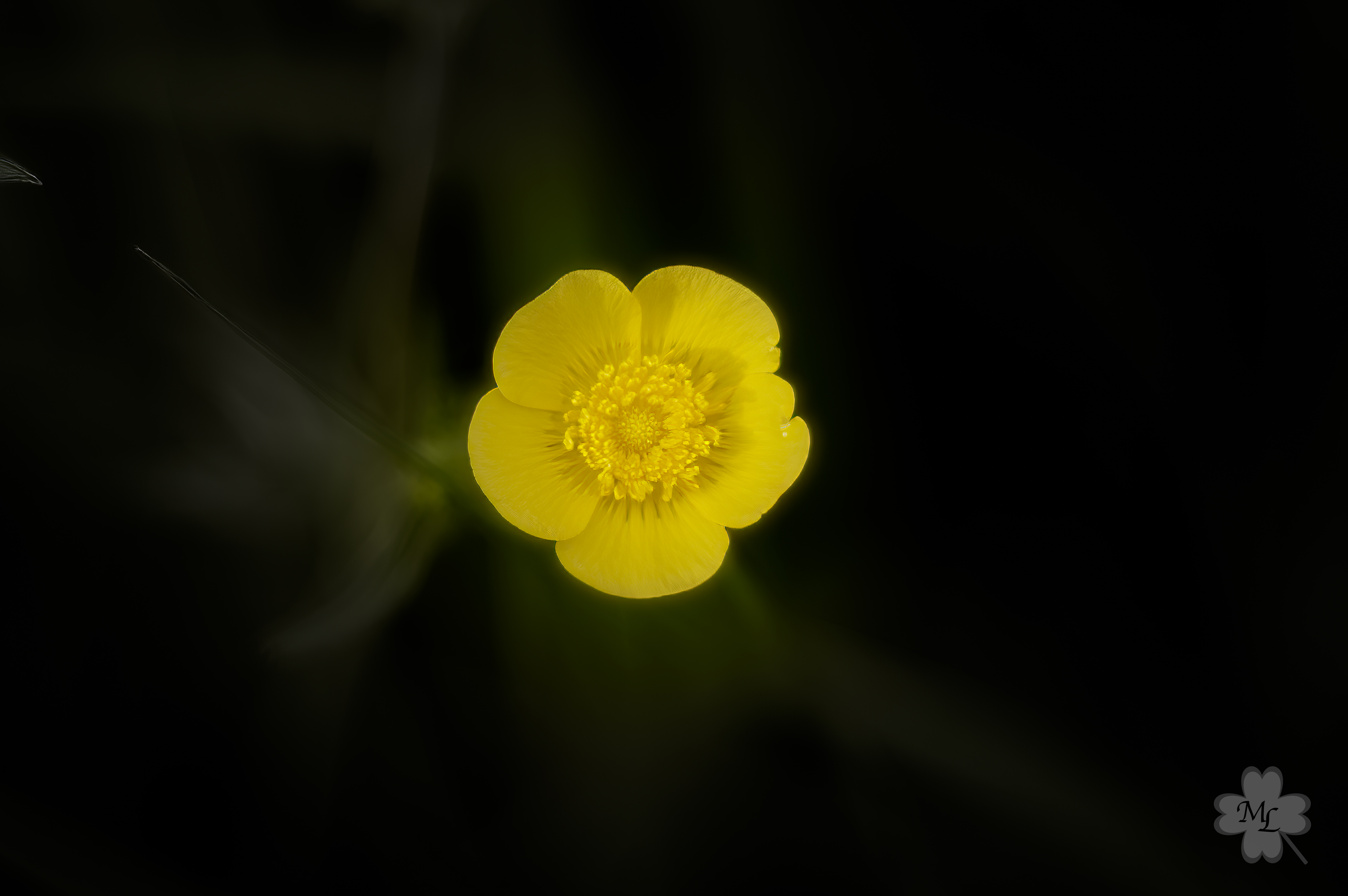 Blume highres