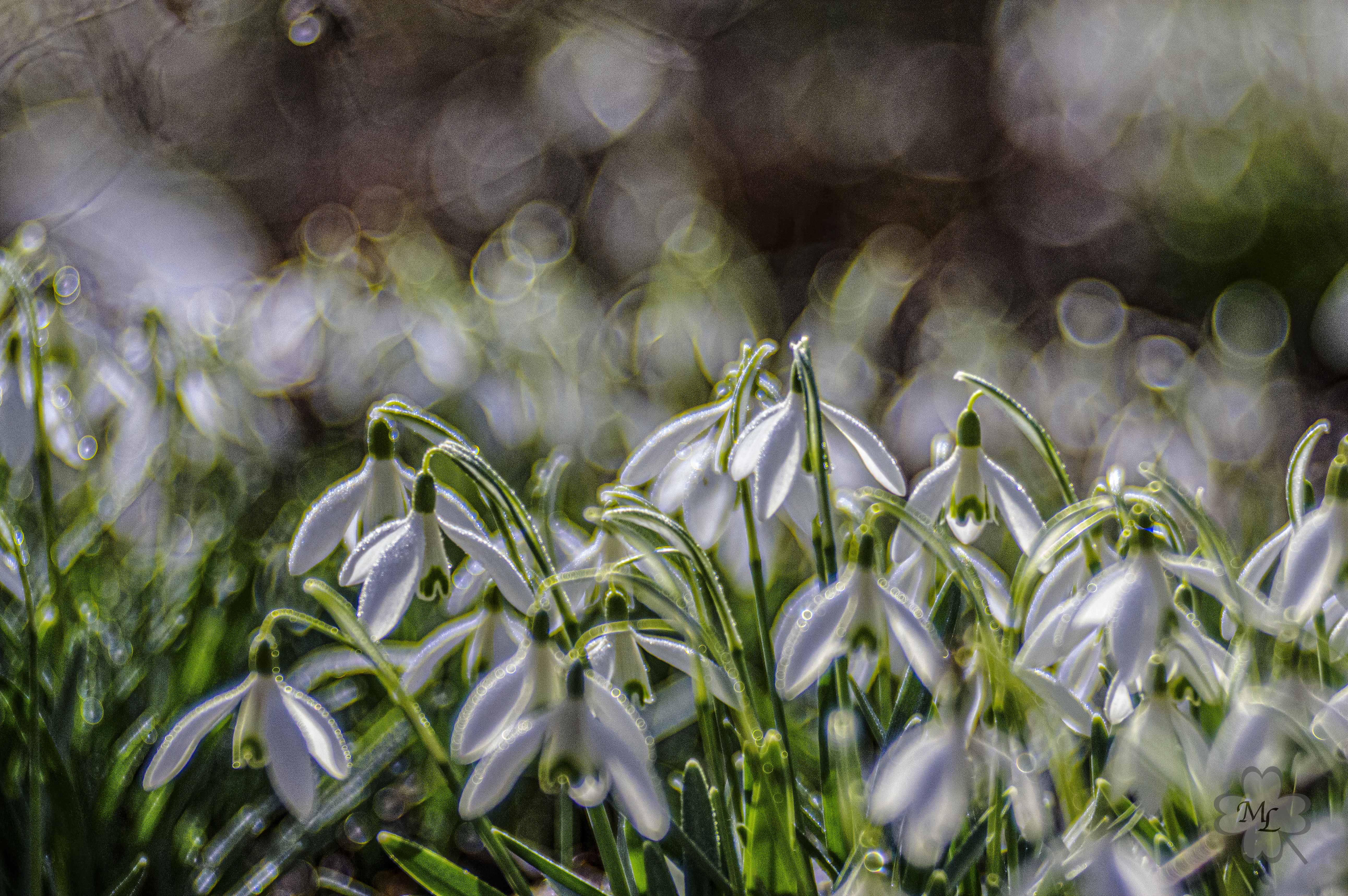 Frühling schnee glöcken 21