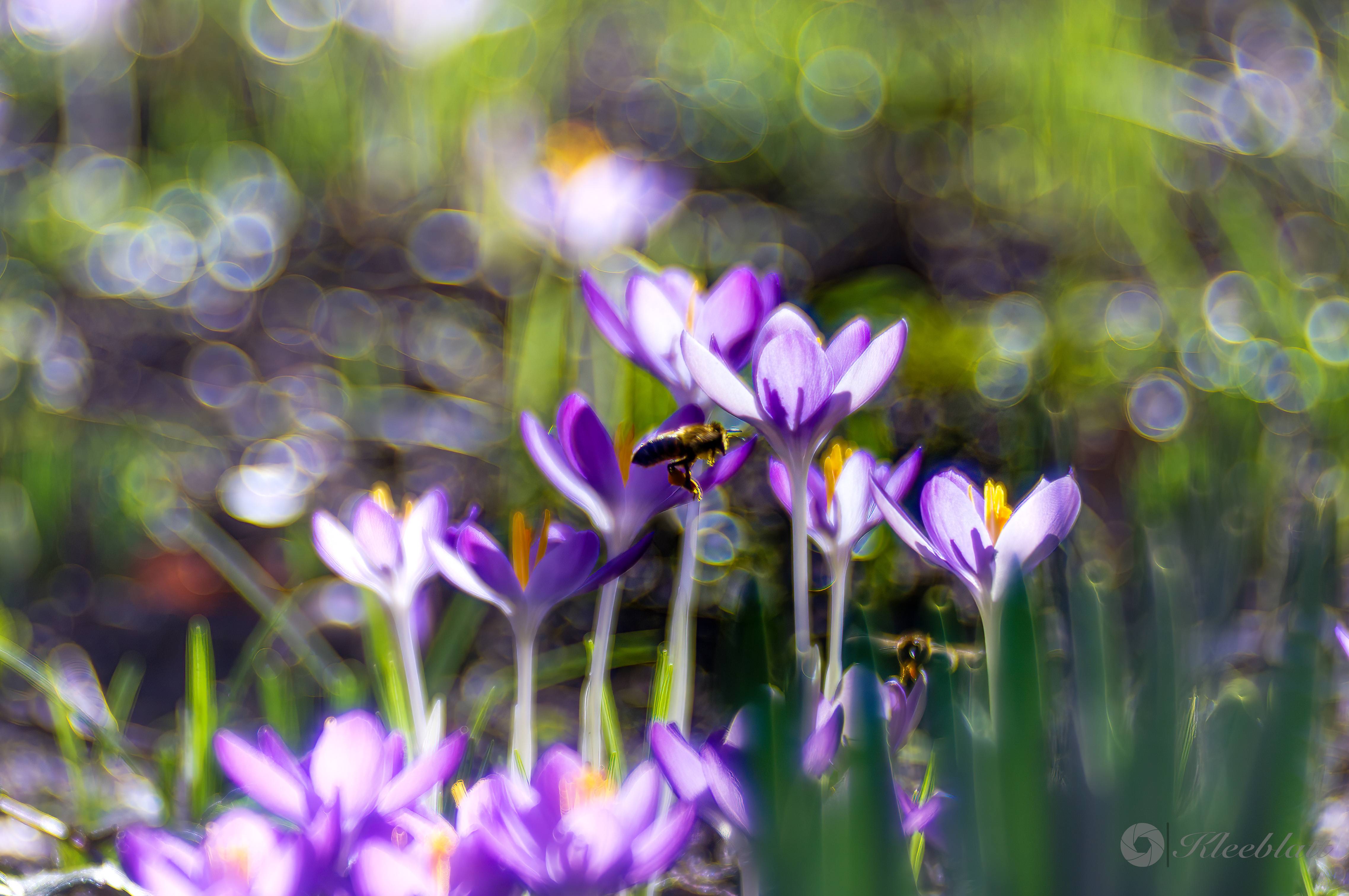 Nahdran Mako und Nahaufnahmen