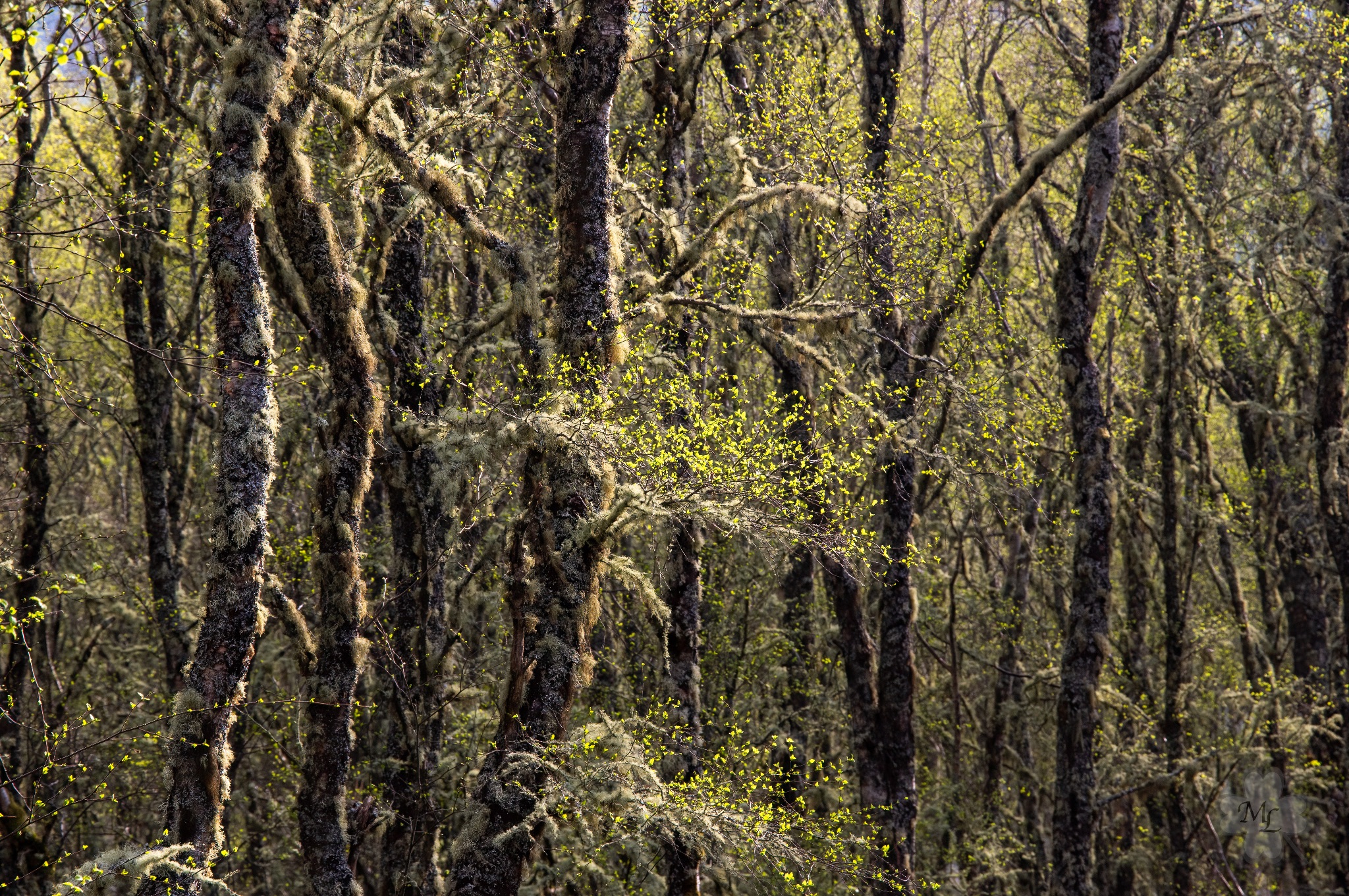 El Cabino Wood new Golspie